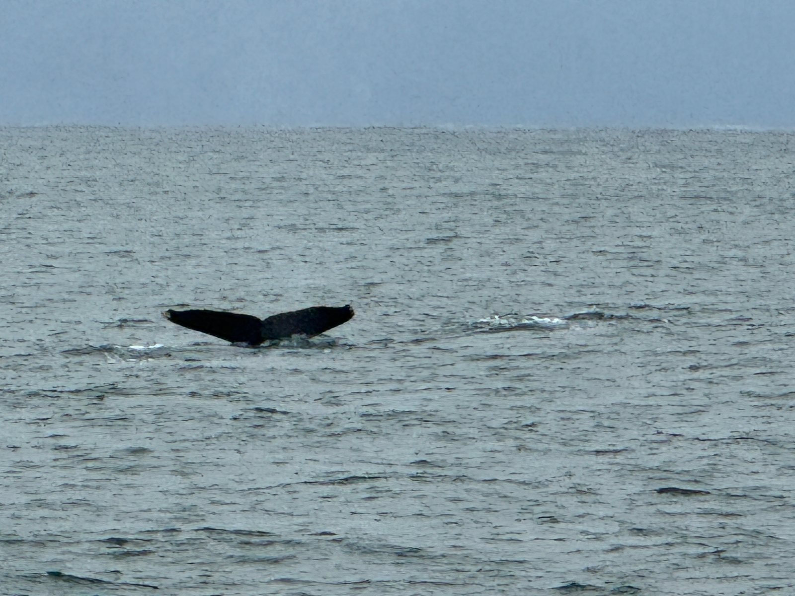 Whale Watching charter from Marina Nuevo Vallarta, Puerto Vallarta