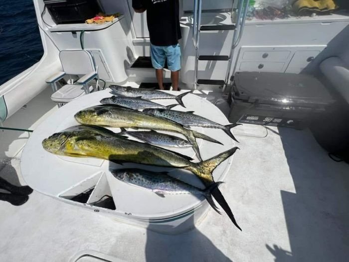 A morning of dorado on the deck of Steel n Time