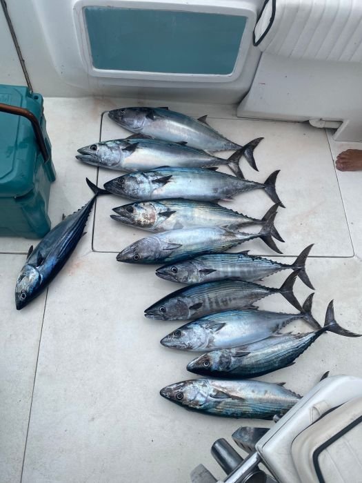 Bonito and tuna in the cockpit after a morning trip