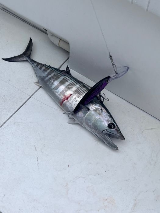 Bonito caught on a trolled lure