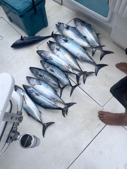 A stack of bonito after a morning of steady action