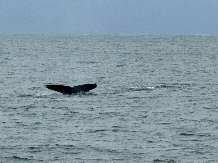 A humpback whale sounding off Puerto Vallarta